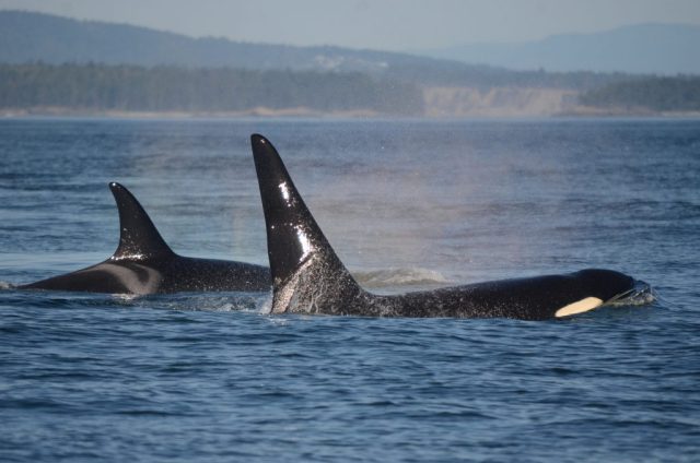 Paolo Domenici Orche residenti nell’arcipelago San Juan Islands Oceano Pacifico. Sinistra: madre destra: figlio. Popolazione osservata per lo studio dell’energetica del nuoto e della geometria del gruppo Spina et al. BES 2024.